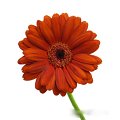 Gerbera Choco